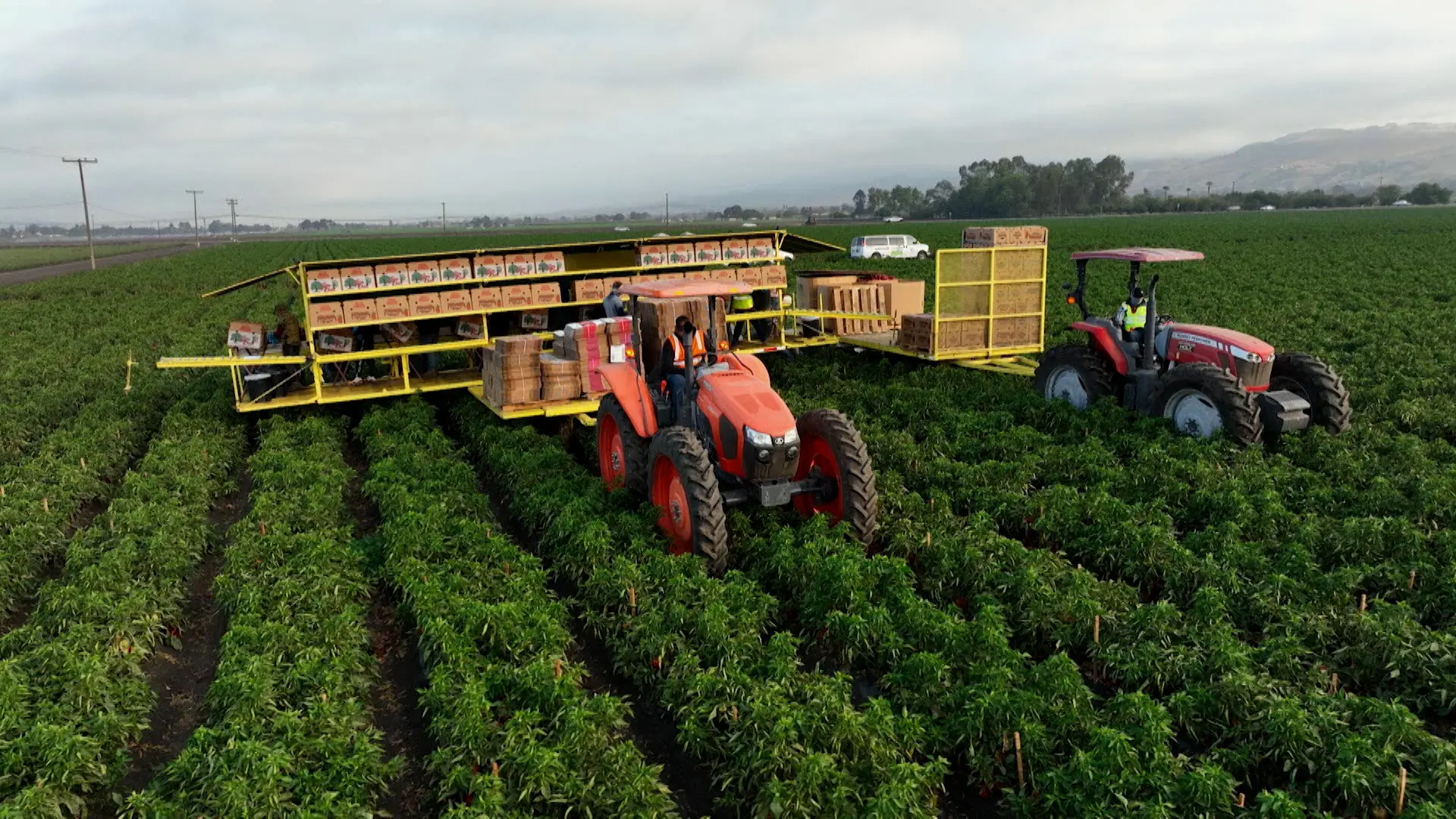 Bell peppers being harvested. Almost half of the region's agriculture workers are noncitizens.