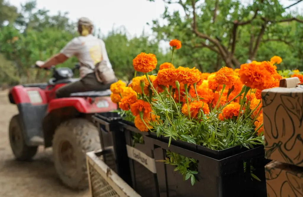 Harvesting marigold blooms at Good Humus Produce.