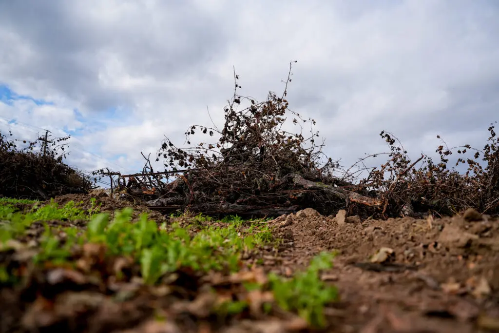 Destroyed vineyard in Lodi.