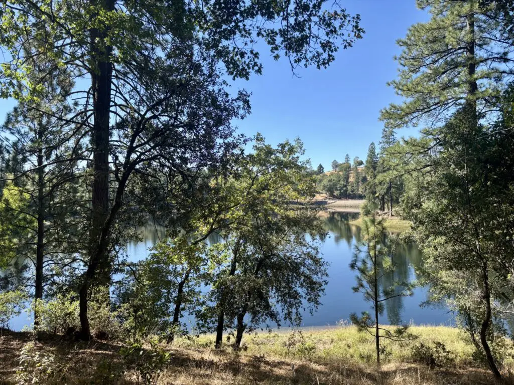 lake with trees