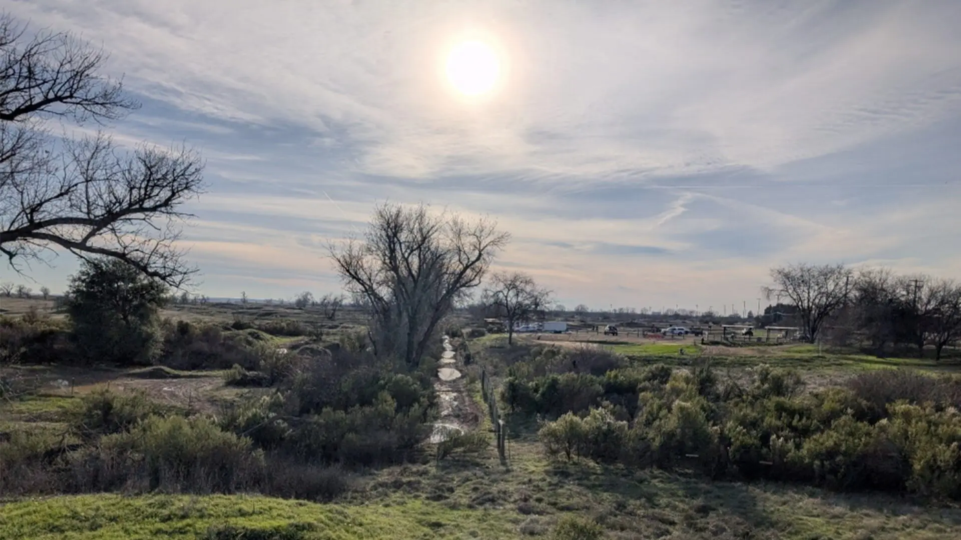 tree and shrubs