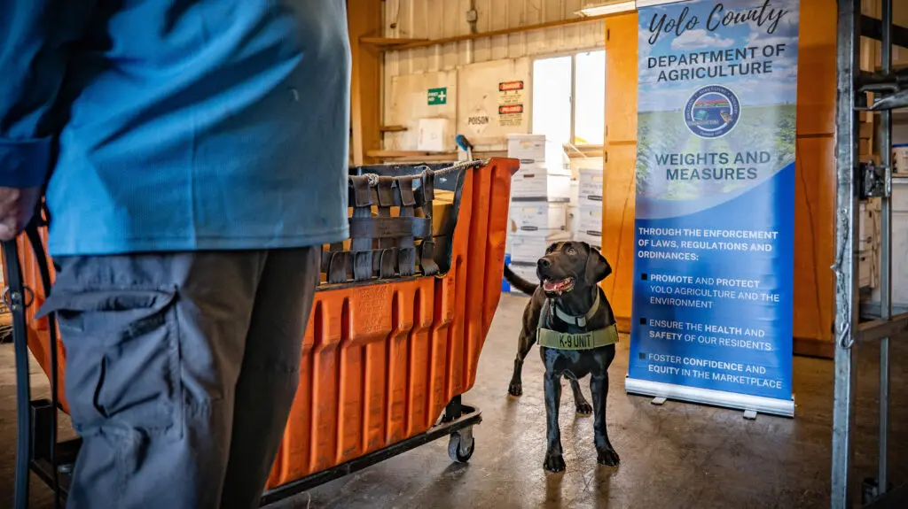 dog looking at handler