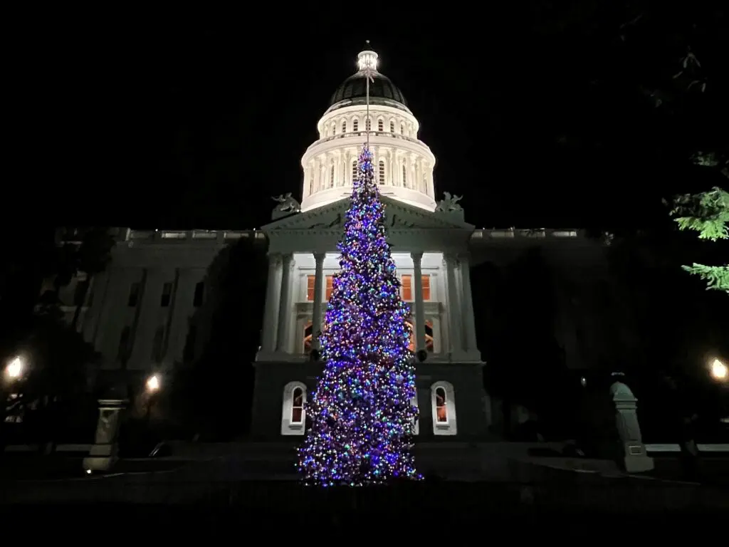 Tree at Capitol