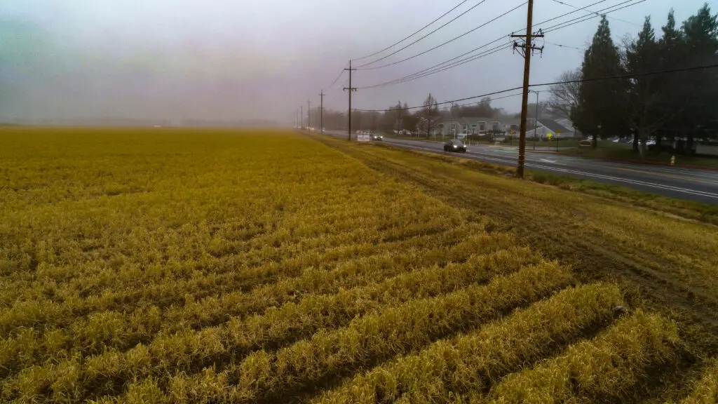 Proposed site of Village Farms Davis at the intersection of Pole Line and Covell in north Davis. Photo by Denis Akbari.