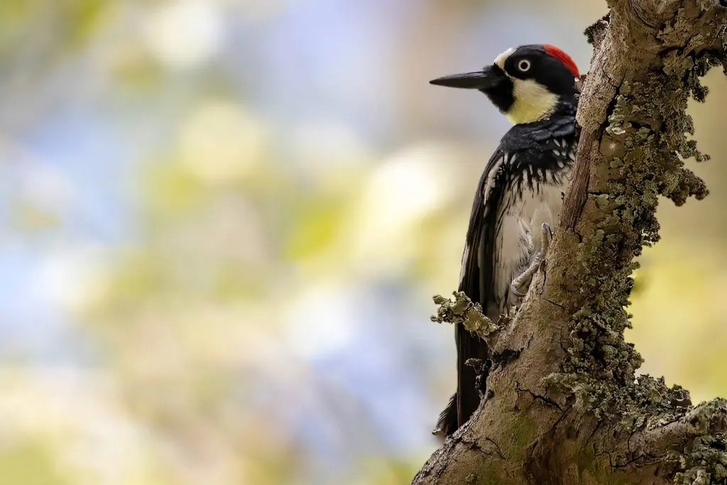 A woodpecker