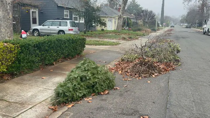 Tree