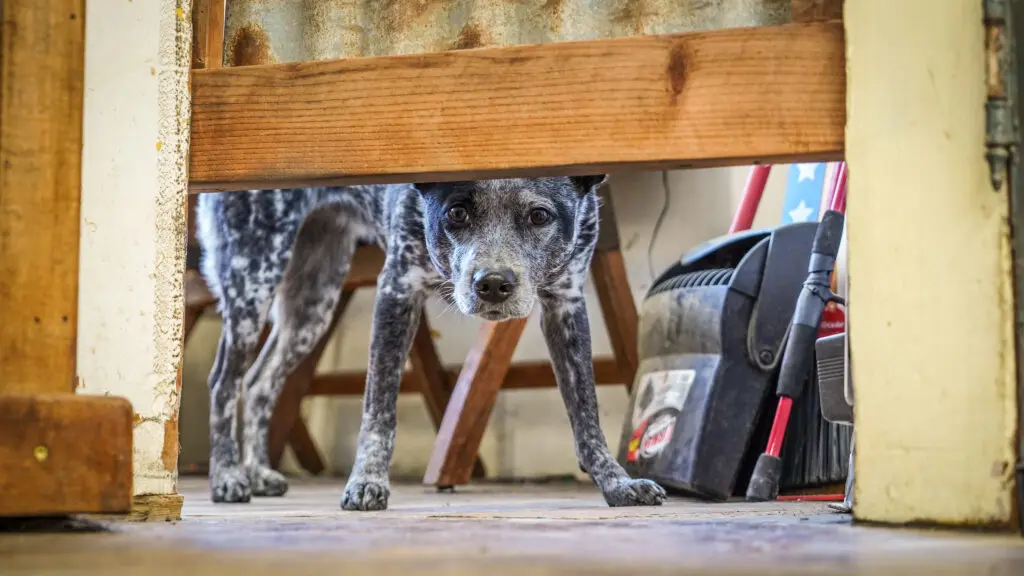 Dog