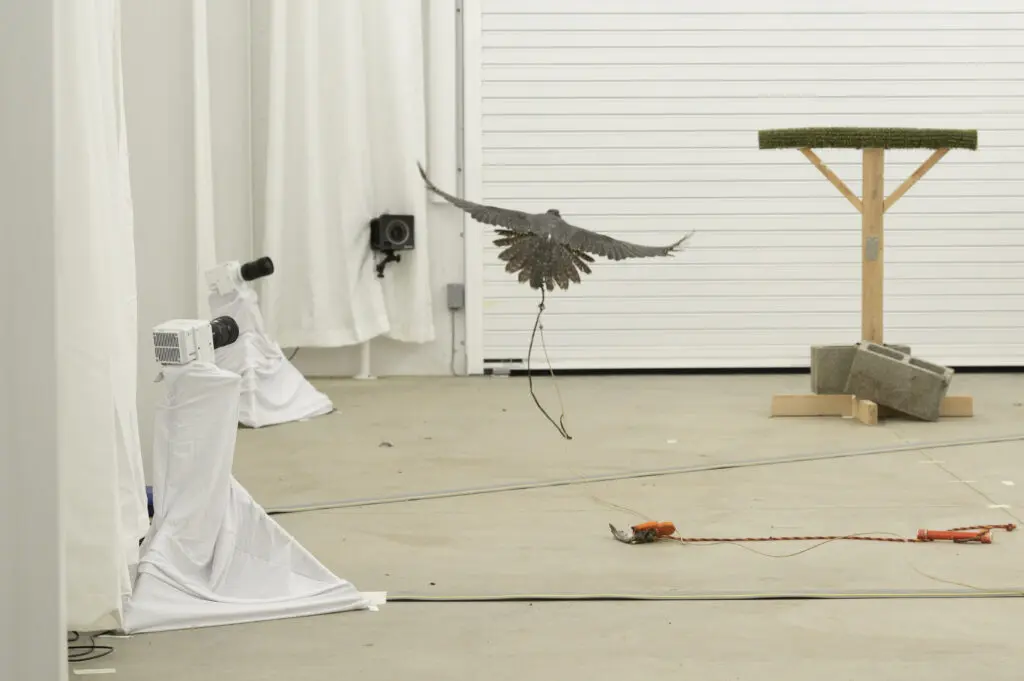 Bird flying with a rope on its foot