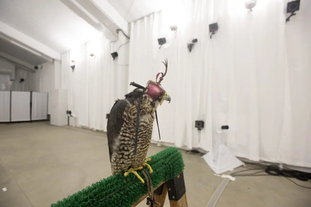 Bird wearing goggles