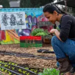 Woman looking at crops