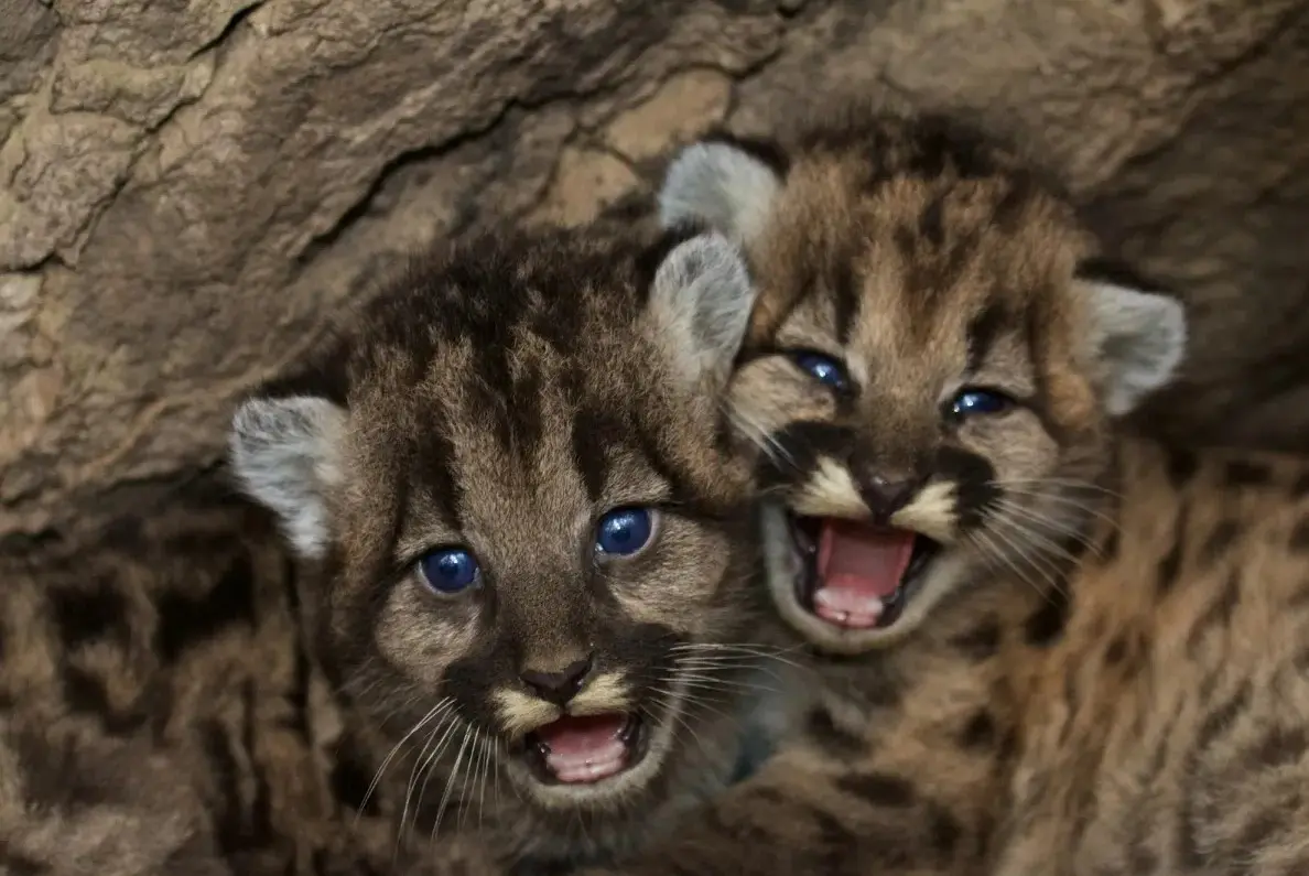 Two mountain lion kittens