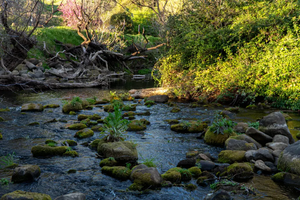 Putah Creek landscape