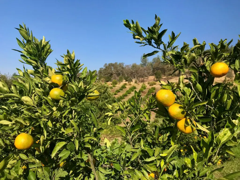 Mandarins