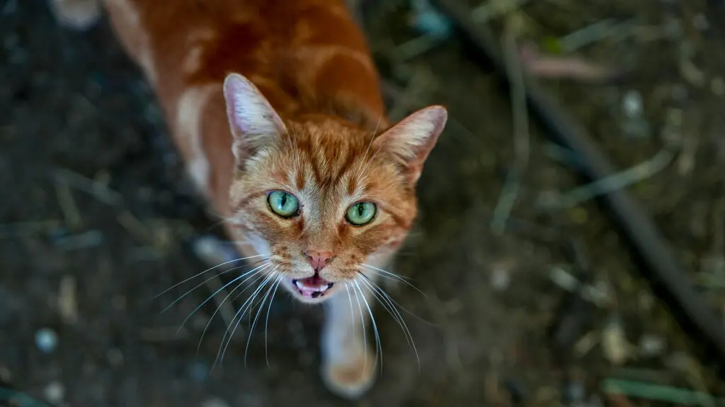 Sanctuary Mixtape cat Carol on March 23, 2026. Photo by Denis Akbari.