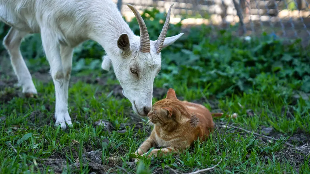 Sanctuary Mixtape goat Odesza and cat Carol on March 23, 2026. Photo by Denis Akbari.