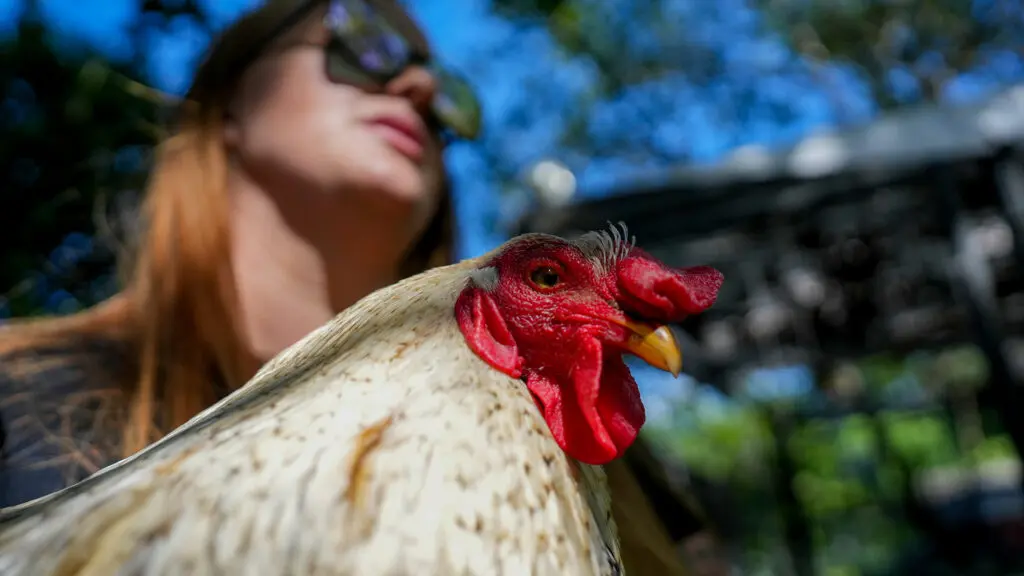 Sanctuary Mixtape chicken Davey with co-founder Kathryn Nicole on March 23, 2026. Photo by Denis Akbari.