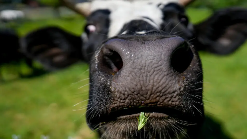 Sanctuary Mixtape cow Bronson on March 23, 2026. Photo by Denis Akbari.