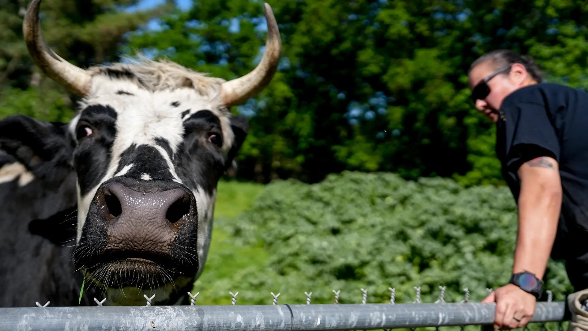 Sanctuary Mixtape cow Bronson with co-founder Melissa Nygard on March 23, 2026. Photo by Denis Akbari.