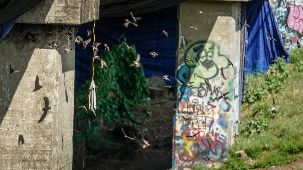 Birds fly under bridge