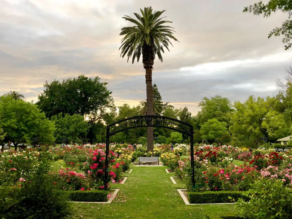 McKinley Park rose garden