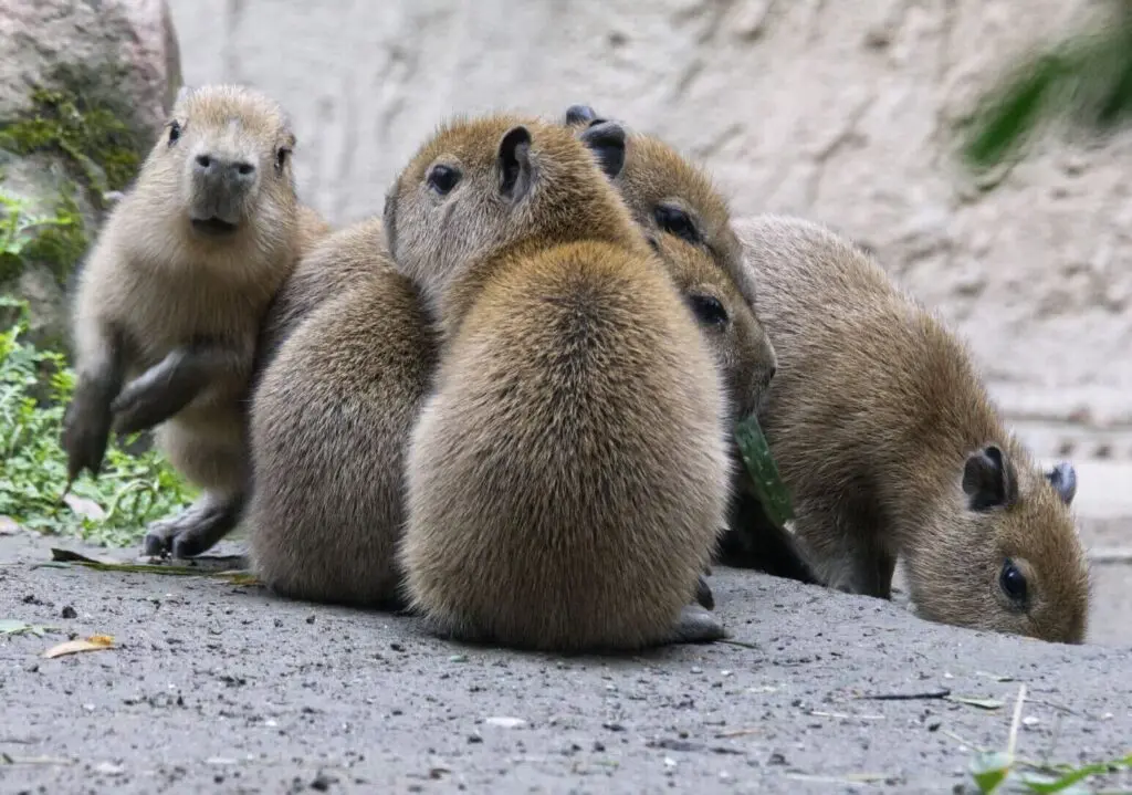 Capybara