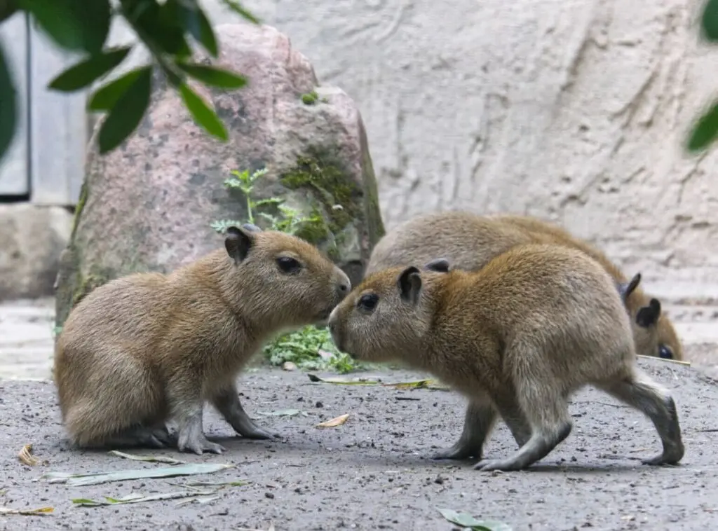 Capybara