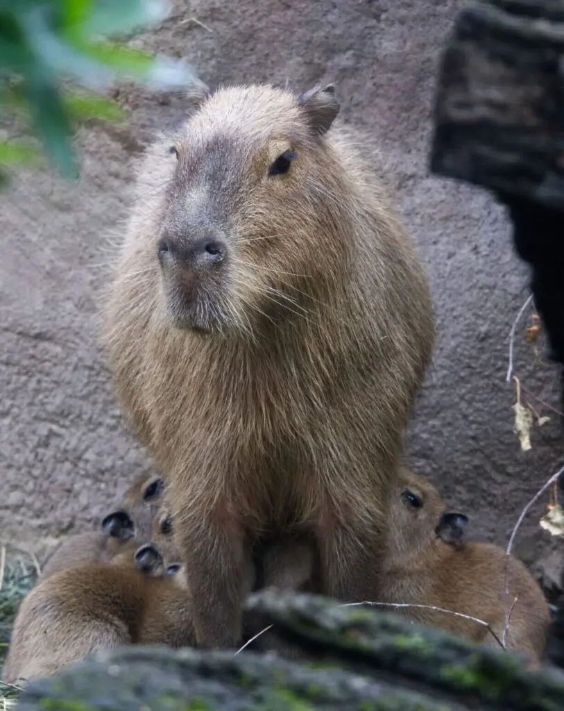 capybara