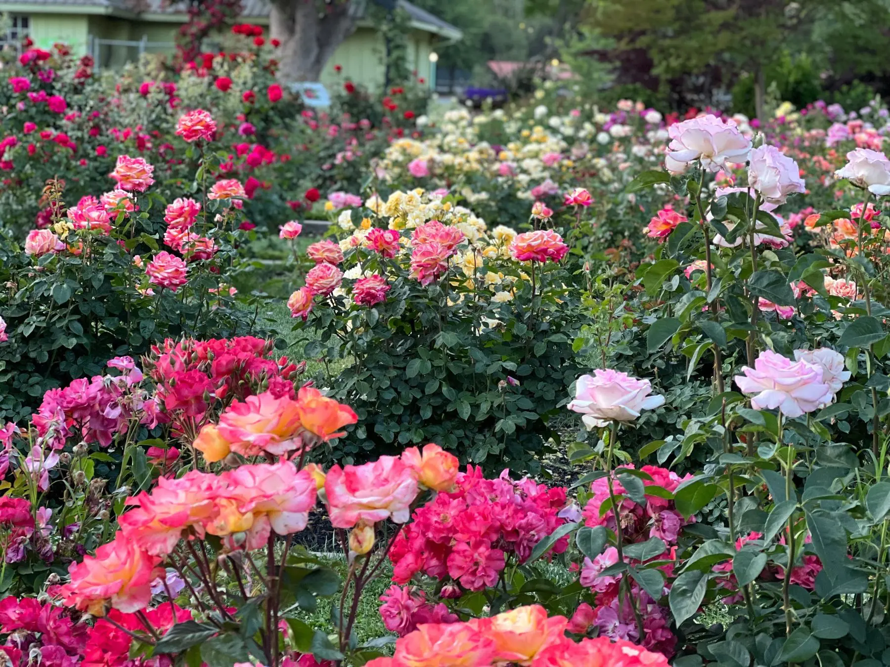 Rose garden