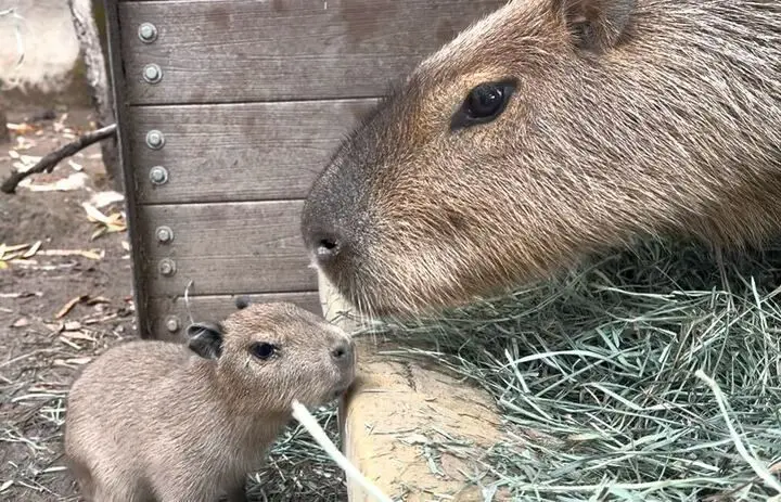 capybara baby and mom