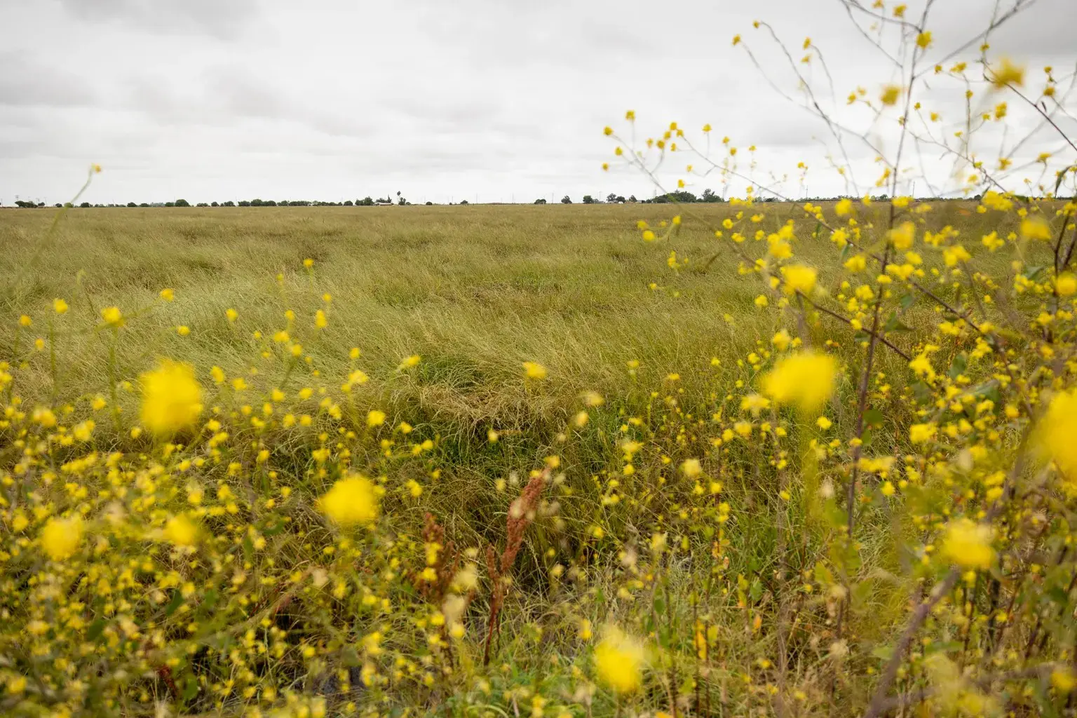 Flowers bloom on a ranch leased by Duane Martin for cattle grazing in the Delta region of Sacramento County, southwest of Elk Grove, on April 22, 2026. Martin said the land and his cattle business would be negatively affected by the Delta Conveyance Project.