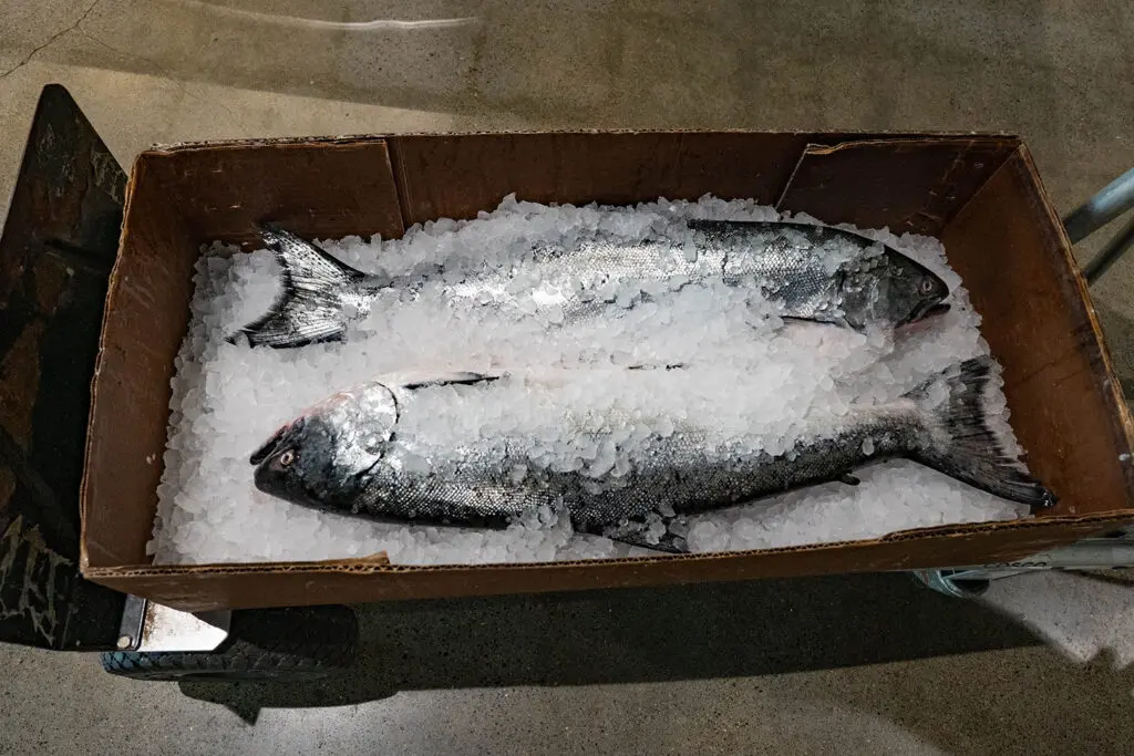 fish