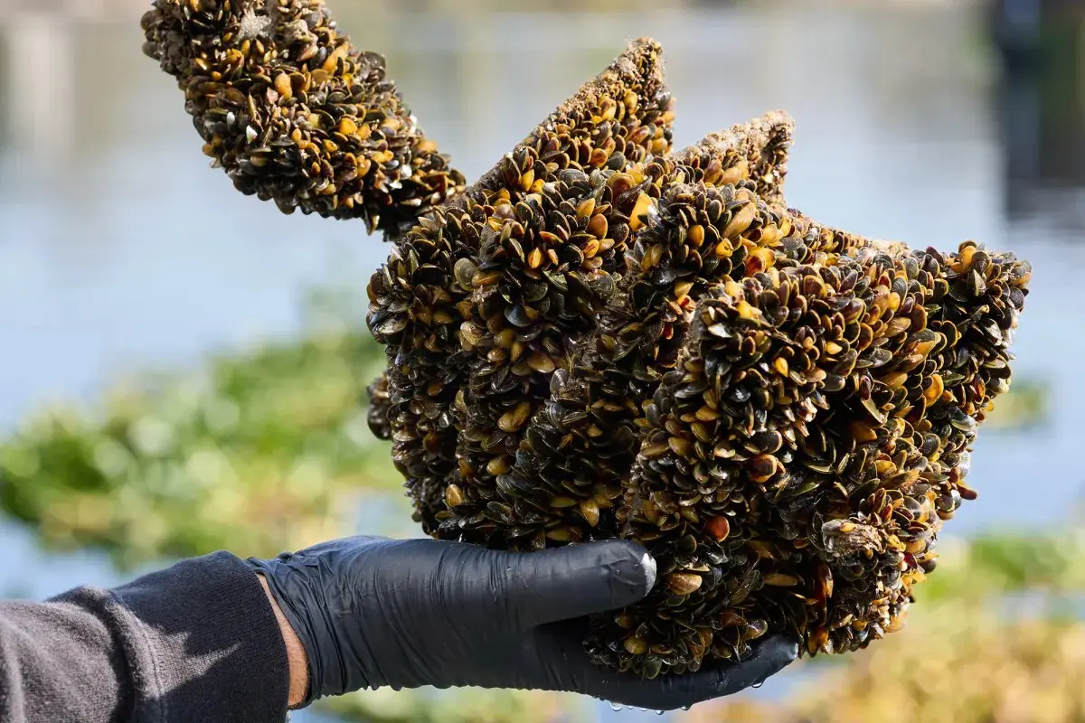 golden mussels