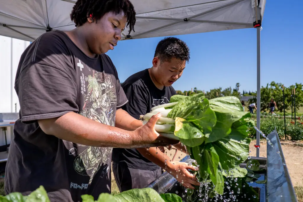 students cleaning crops