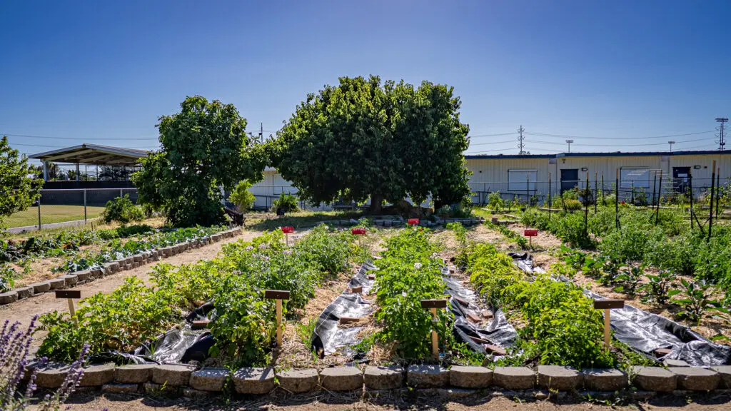 Garden