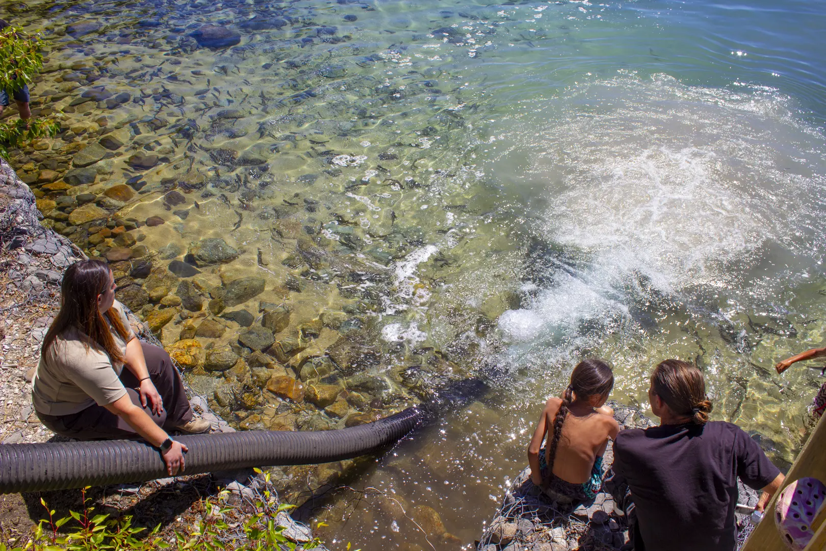 Fish release