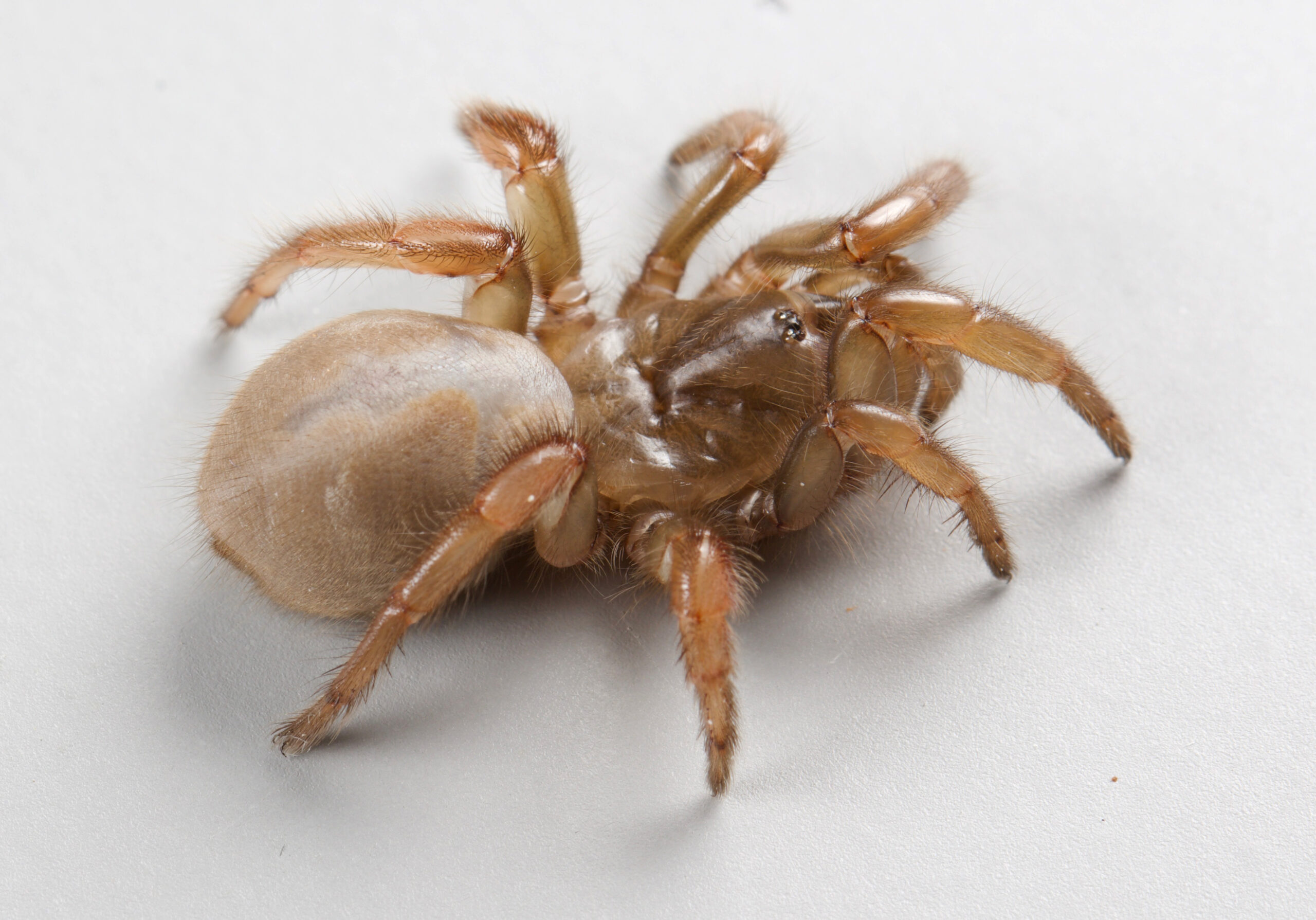 The newly-discovered aptostichus ramirezae spider.
