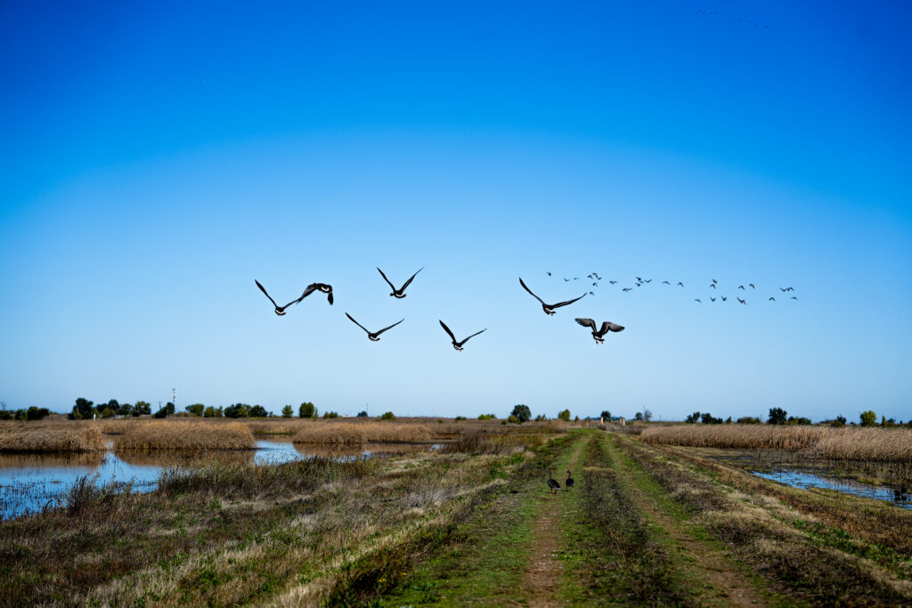 Cosumnes River Preserve on Franklin Boulevard in Galt on Oct. 20.