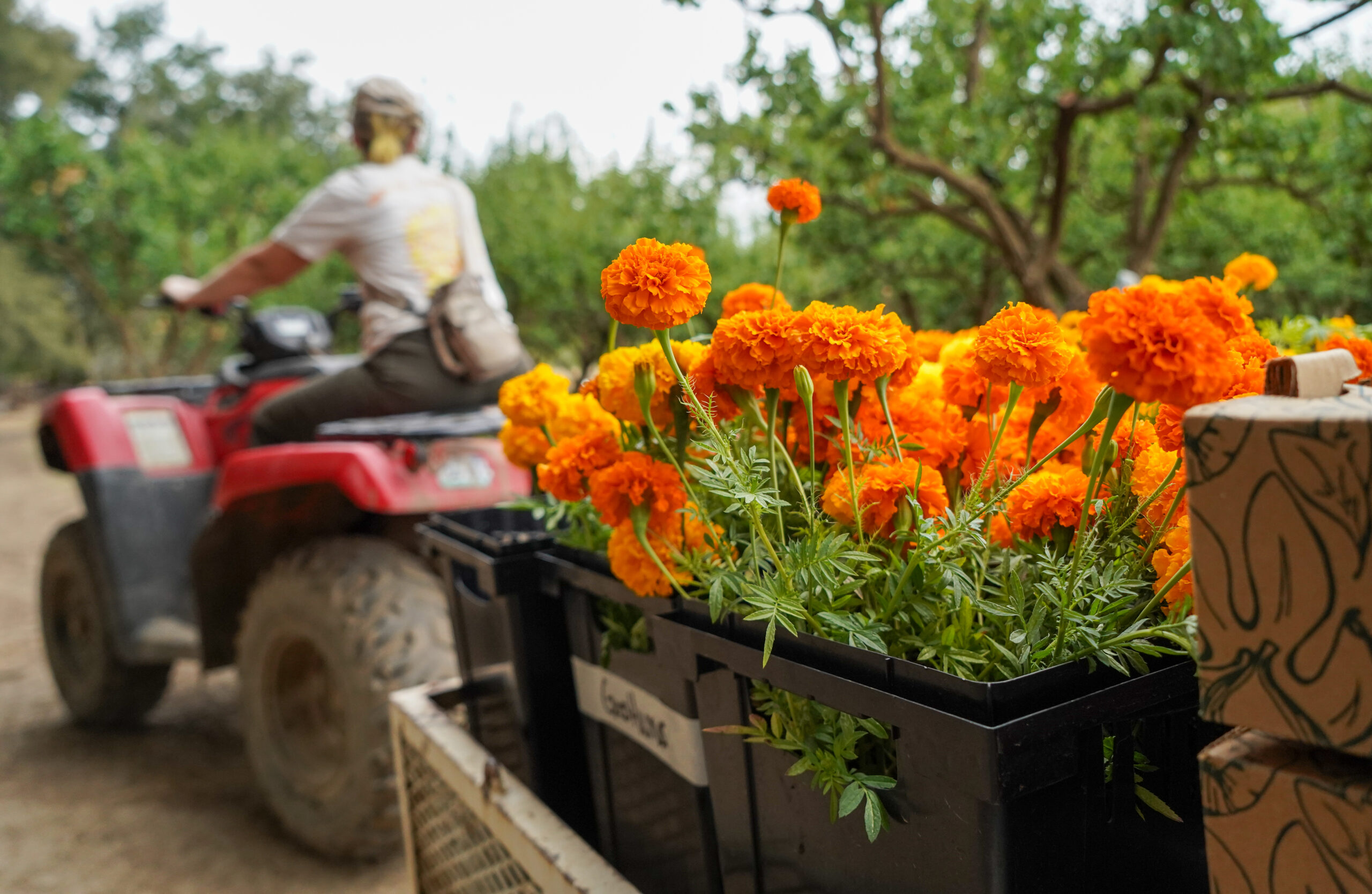 Harvesting marigold blooms at Good Humus Produce.
