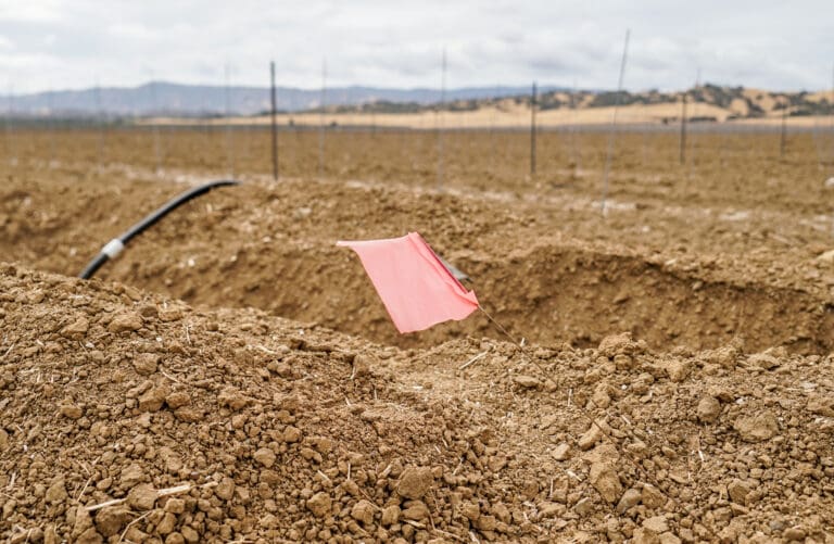 Future olive trees in Hungry Hollow.