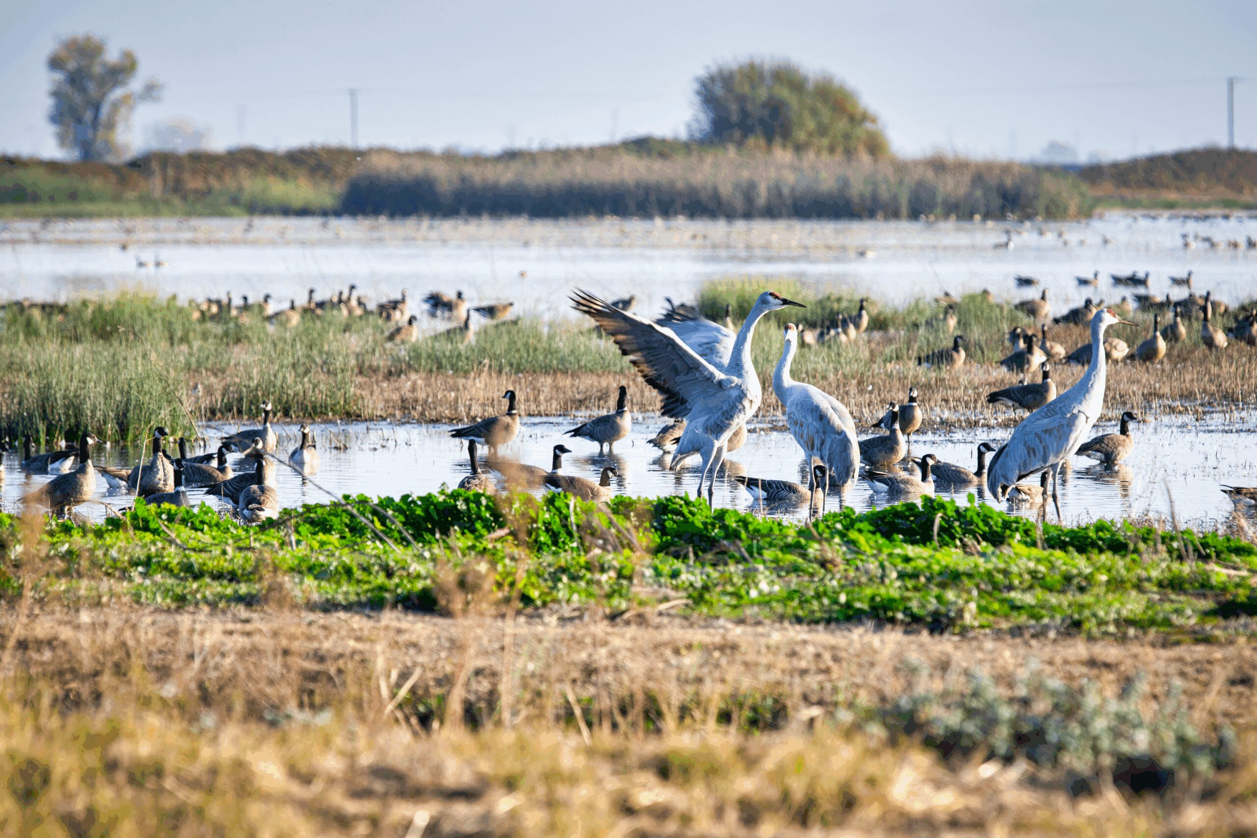Sandhill cranes are visible from the parking lot and viewing platform at the Woodbridge Ecological Reserve in Lodi.