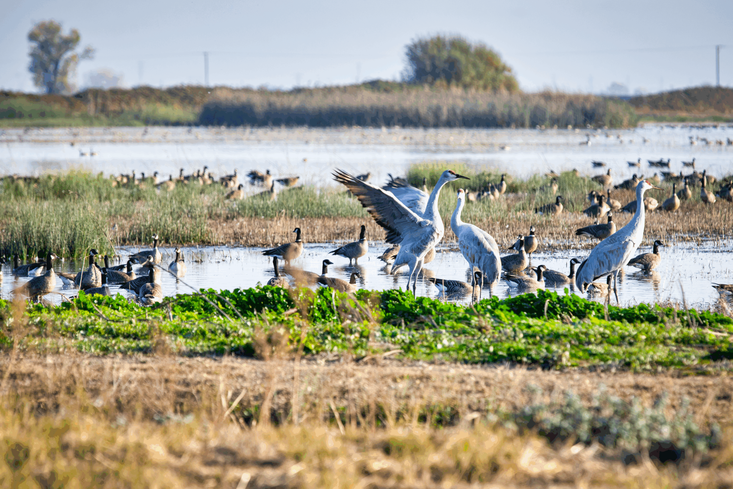 Where are the best Sacramento places to see Sandhill cranes? Abridged