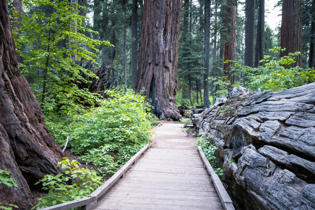 trees and a trail