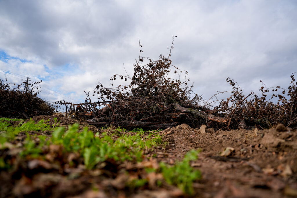 Destroyed vineyard in Lodi.