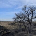 tree and shrubs