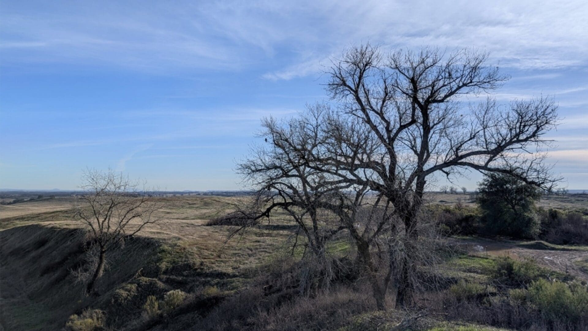 tree and shrubs