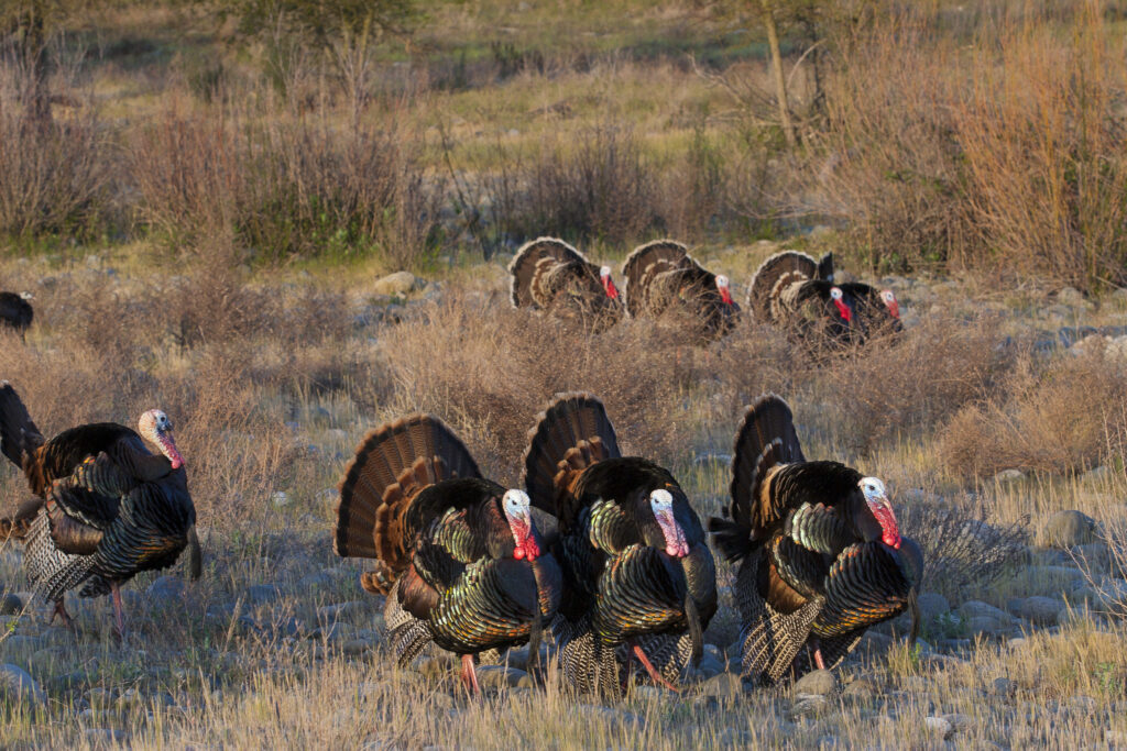 wild turkeys in a field