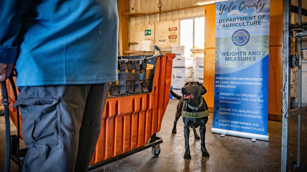 dog looking at handler