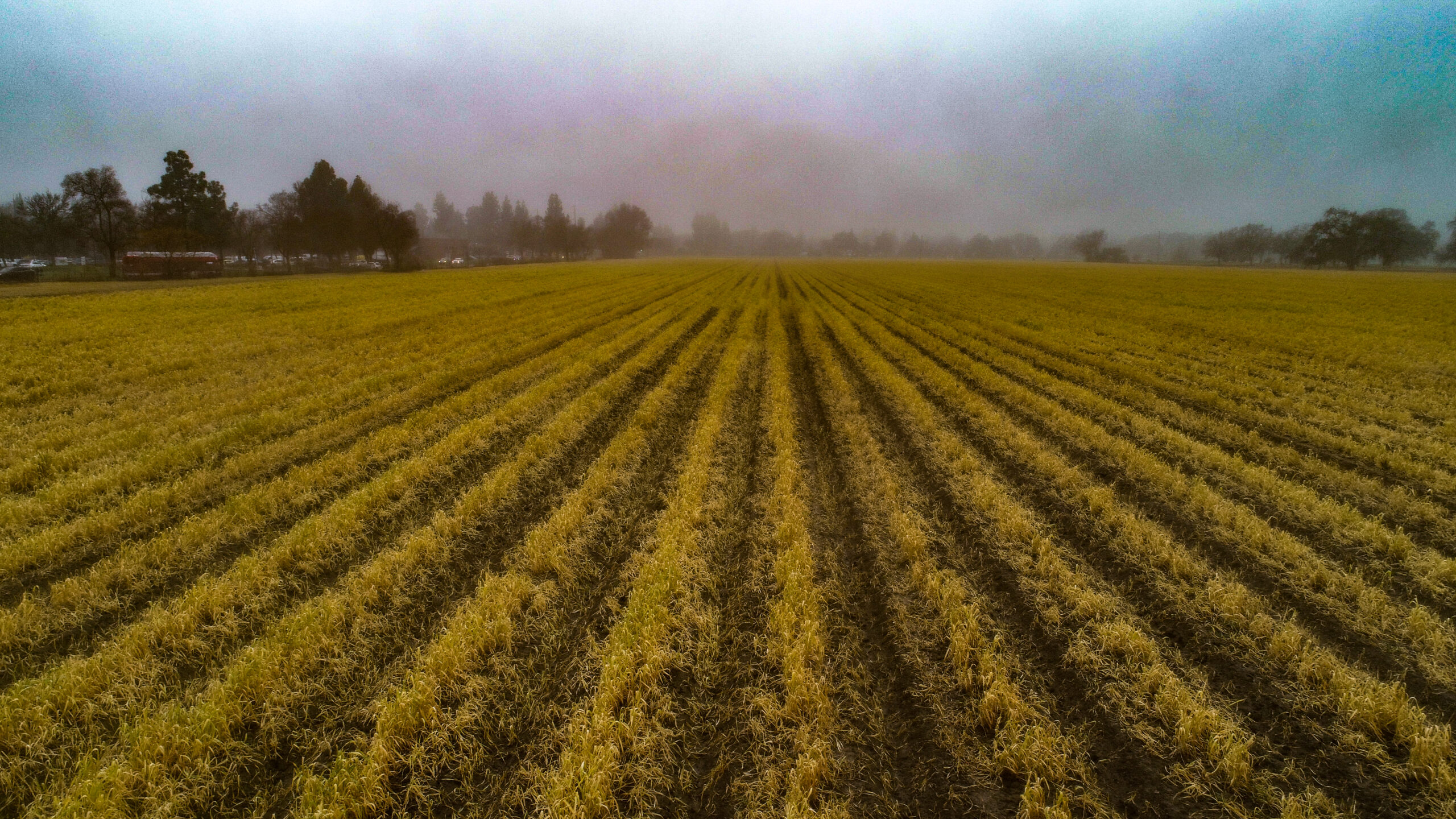 Proposed site of Village Farms Davis at the intersection of Pole Line Road and Covell Boulevard in north Davis. Photo by Denis Akbari.