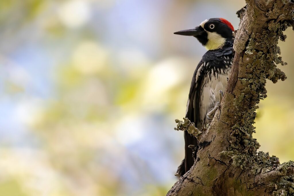 A woodpecker