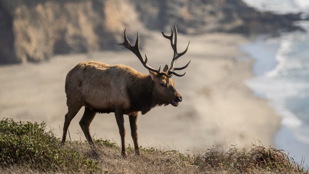 Tule elk